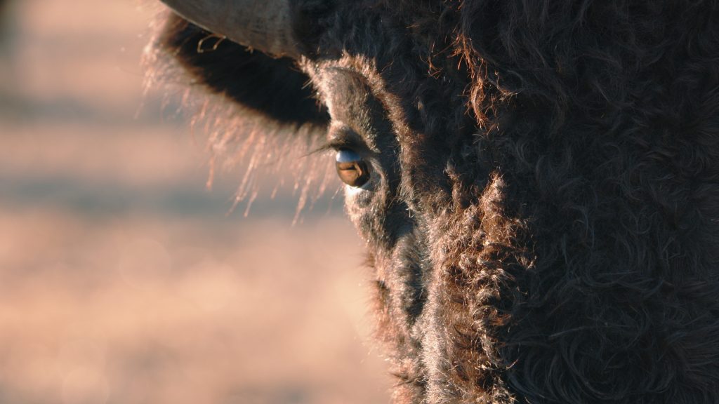 Buffalo