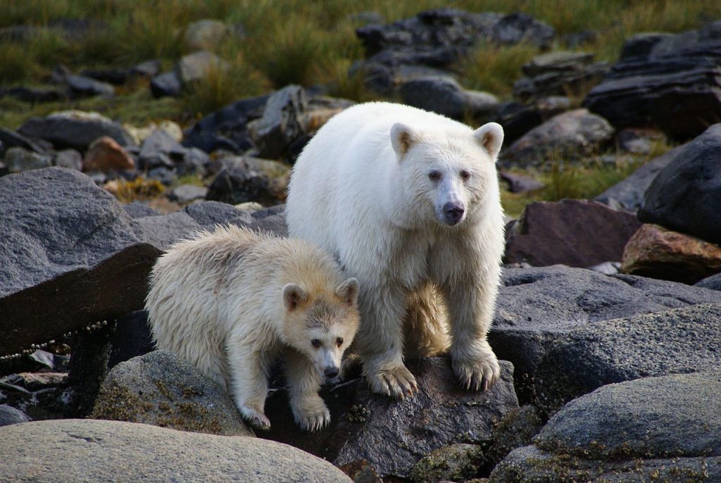 Great Bear Sea