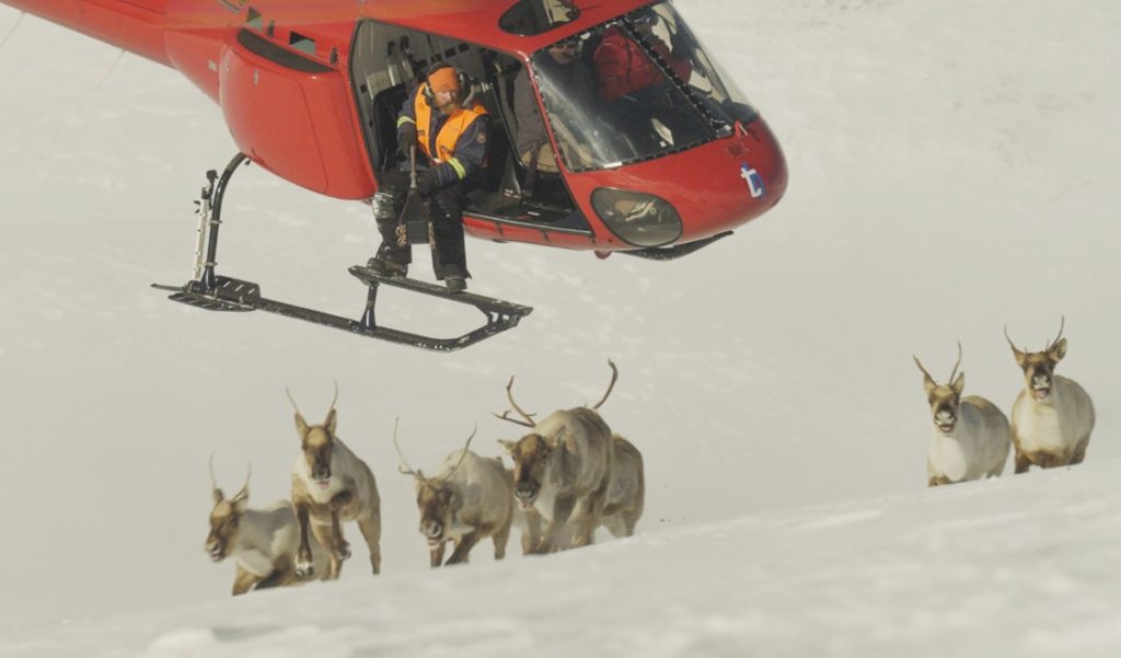 Caribou Country