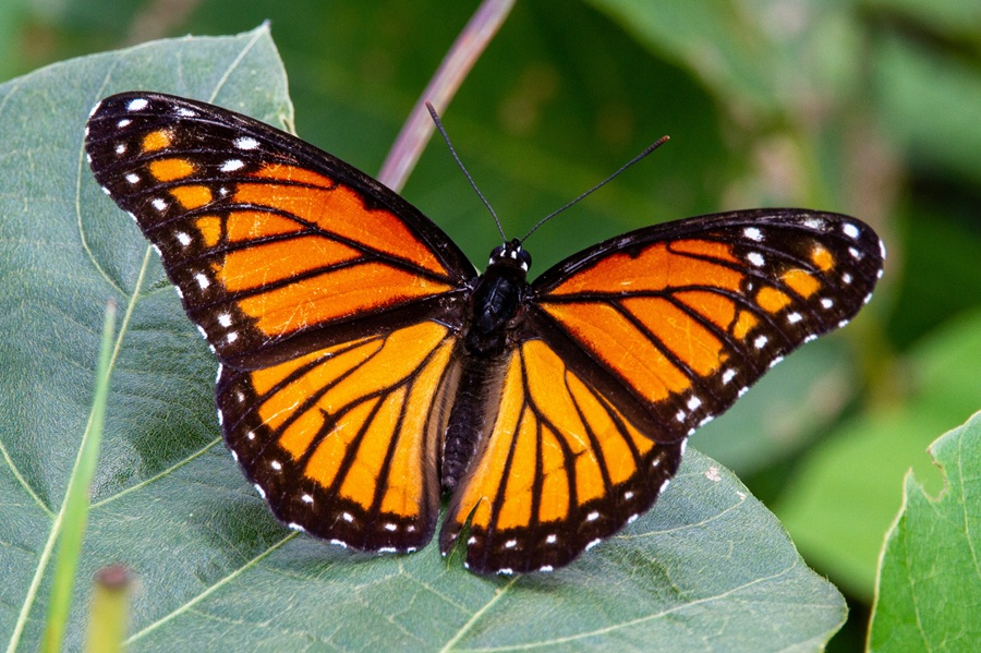 butterflies