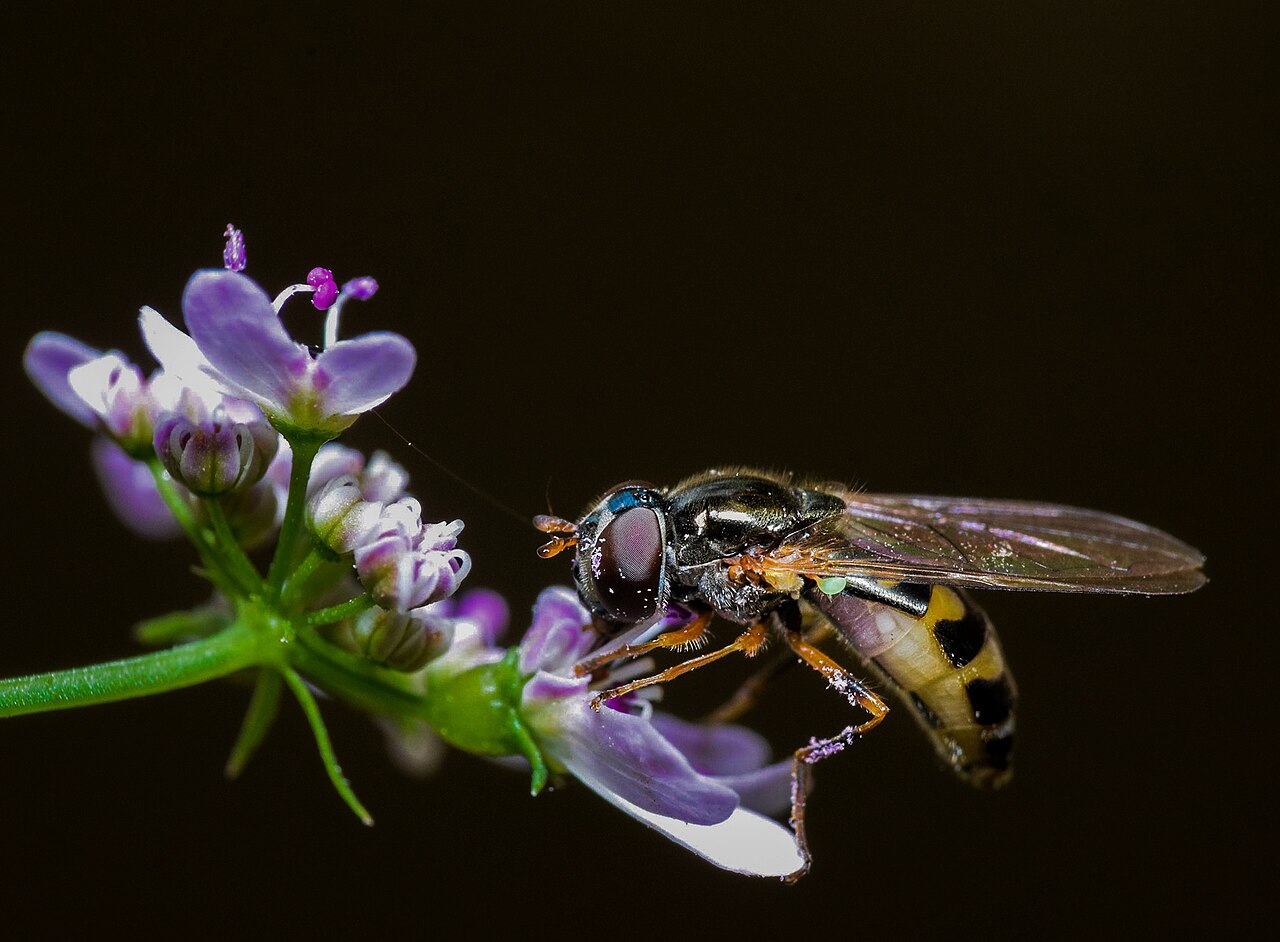 insects