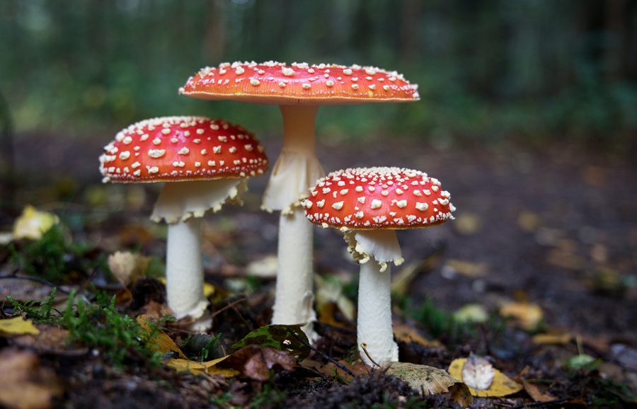fungi